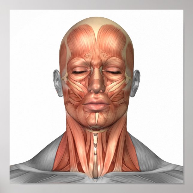 Anatomy Of Human Face And Neck Muscles, Front Poster (Front)