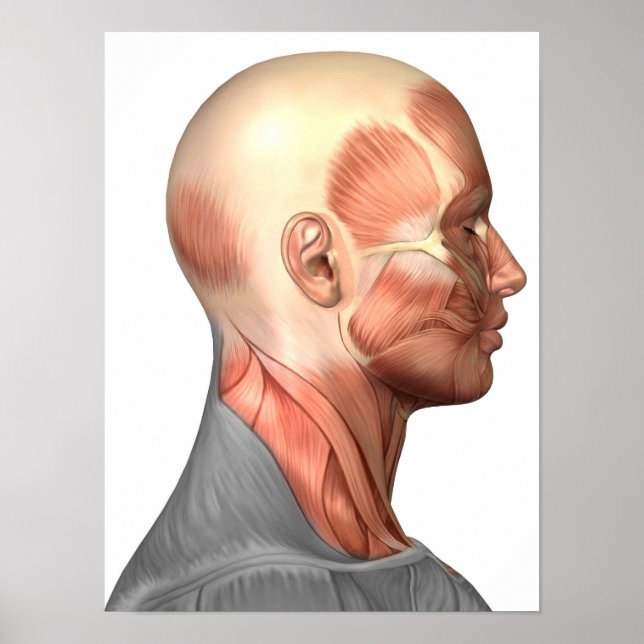 Anatomy Of Human Face Muscles, Side View Poster (Front)