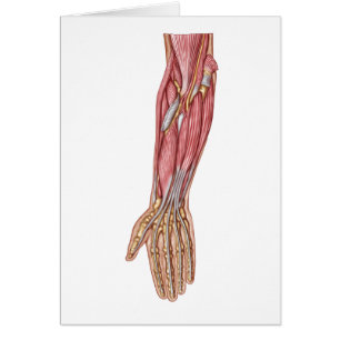 Anatomy Of Human Forearm Muscles 1