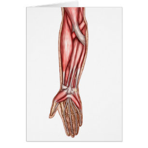 Anatomy Of Human Forearm Muscles 2