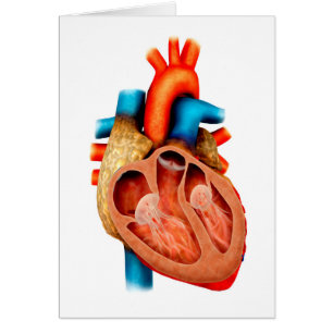 Anatomy Of Human Heart, Cross Section