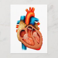 Anatomy Of Human Heart, Cross Section