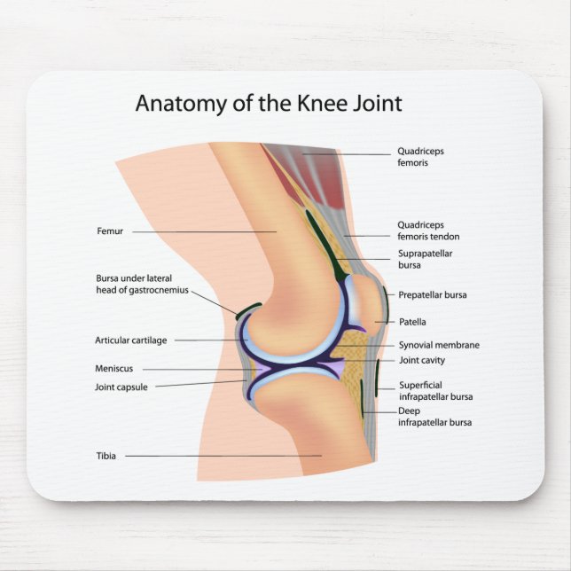 Anatomy of human knee joint mousepad (Front)