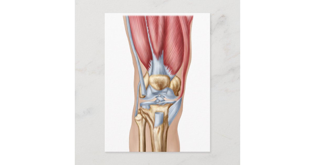 Anatomy Of Human Knee Joint Postcard | Zazzle.co.uk