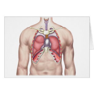 Anatomy Of Human Lungs In Situ