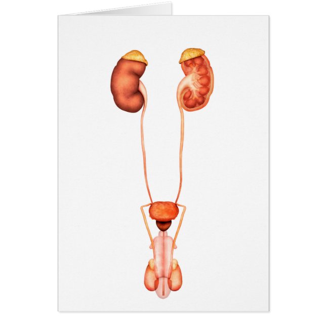 Anatomy Of Human Male Urinary System, Front View (Front)
