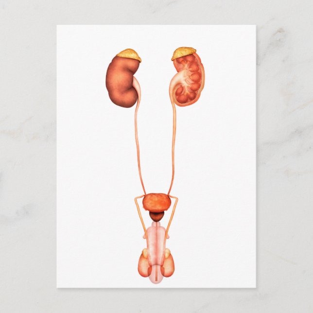 Anatomy Of Human Male Urinary System, Front View Postcard (Front)