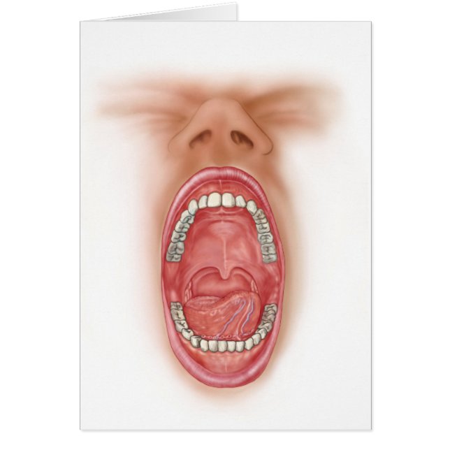 Anatomy Of Human Mouth Cavity (Front)
