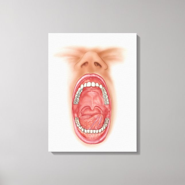 Anatomy Of Human Mouth Cavity Canvas Print (Front)