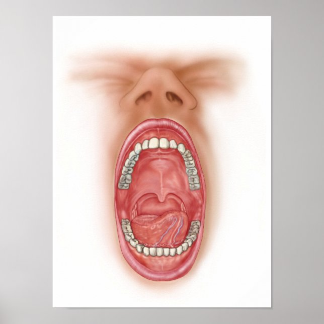 Anatomy Of Human Mouth Cavity Poster (Front)