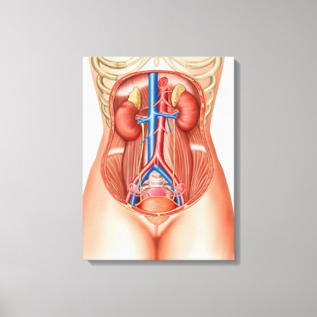 Anatomy Of Human Organs Canvas Print (Front)