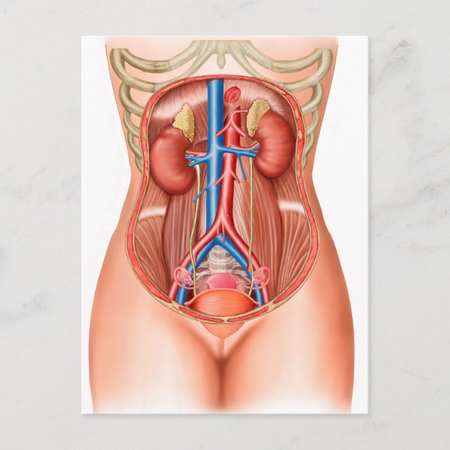 Anatomy Of Human Organs Postcard (Front)