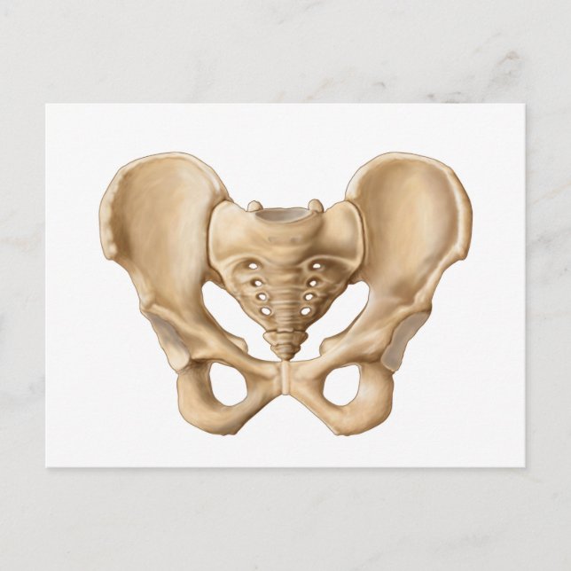 Anatomy Of Human Pelvic Bone 1 Postcard (Front)