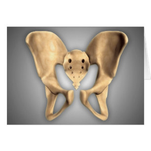 Anatomy Of Human Pelvic Bone 2