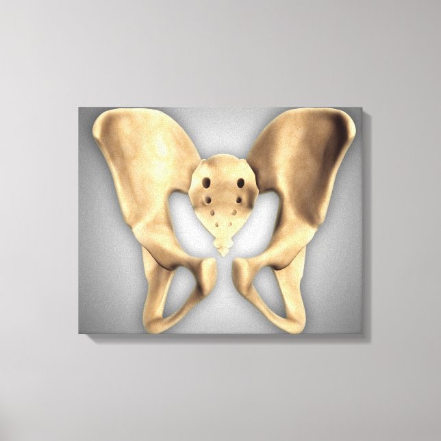 Anatomy Of Human Pelvic Bone 2 Canvas Print (Front)
