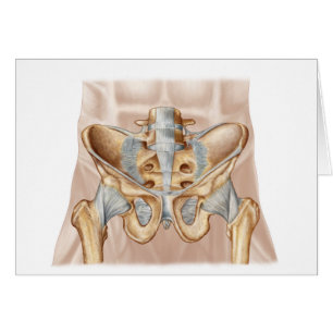 Anatomy Of Human Pelvic Bone And Ligaments