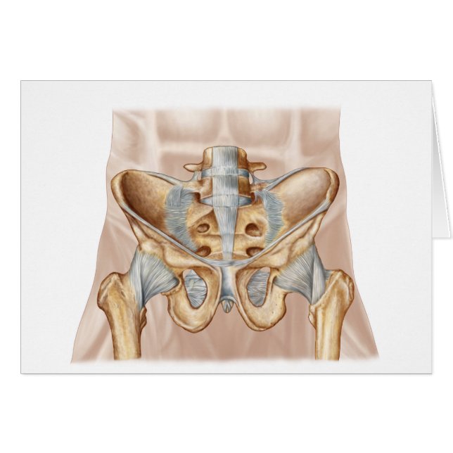 Anatomy Of Human Pelvic Bone And Ligaments (Front Horizontal)