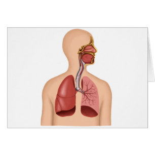 Anatomy Of Human Respiratory System