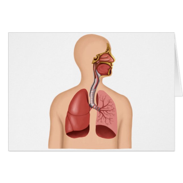 Anatomy Of Human Respiratory System (Front Horizontal)