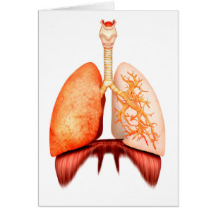 Anatomy Of Human Respiratory System, Front View