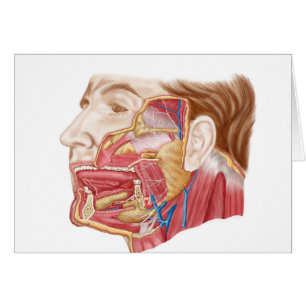 Anatomy Of Human Salivary Glands