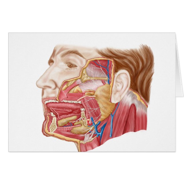 Anatomy Of Human Salivary Glands (Front Horizontal)