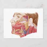 Anatomy Of Human Salivary Glands
