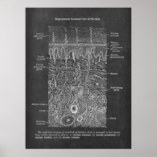 Anatomy of Human Skin Dermatologist gift Poster