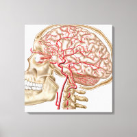 Anatomy Of Human Skull, Eyeball And Arteries