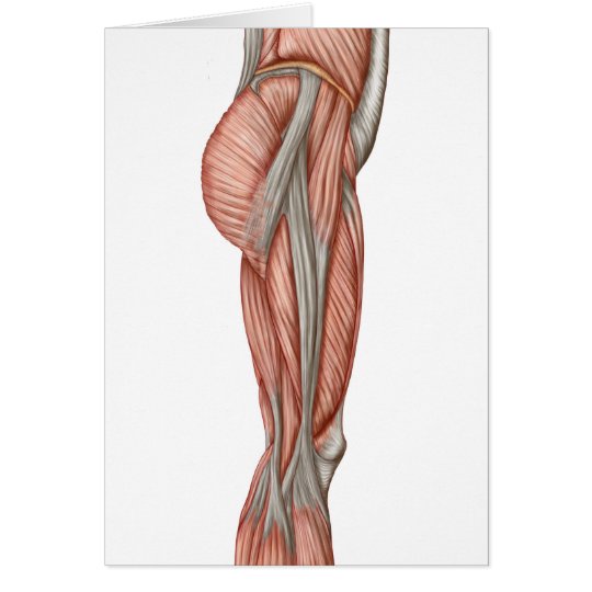 Anatomy Of Human Thigh Muscles, Anterior View | Zazzle.co.uk