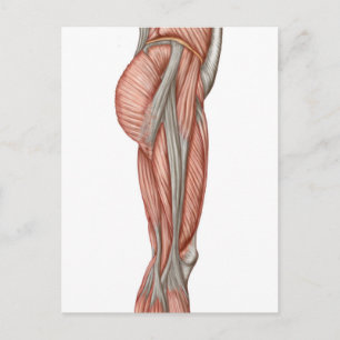 Anatomy Of Human Thigh Muscles, Anterior View Postcard