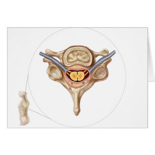 Anatomy Of Human Vertebra
