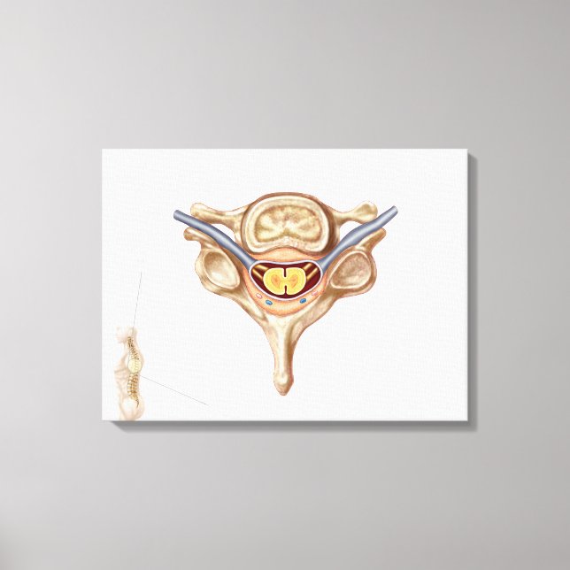 Anatomy Of Human Vertebra Canvas Print (Front)