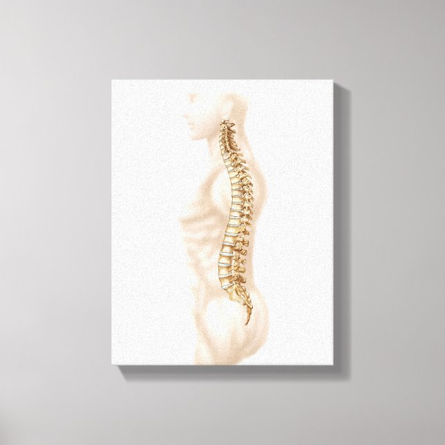 Anatomy Of Human Vertebral Column, Left Lateral Canvas Print (Front)