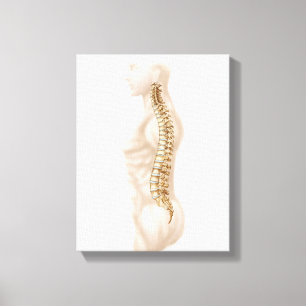 Anatomy Of Human Vertebral Column, Left Lateral Canvas Print