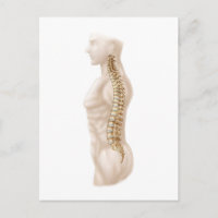 Anatomy Of Human Vertebral Column, Left Lateral