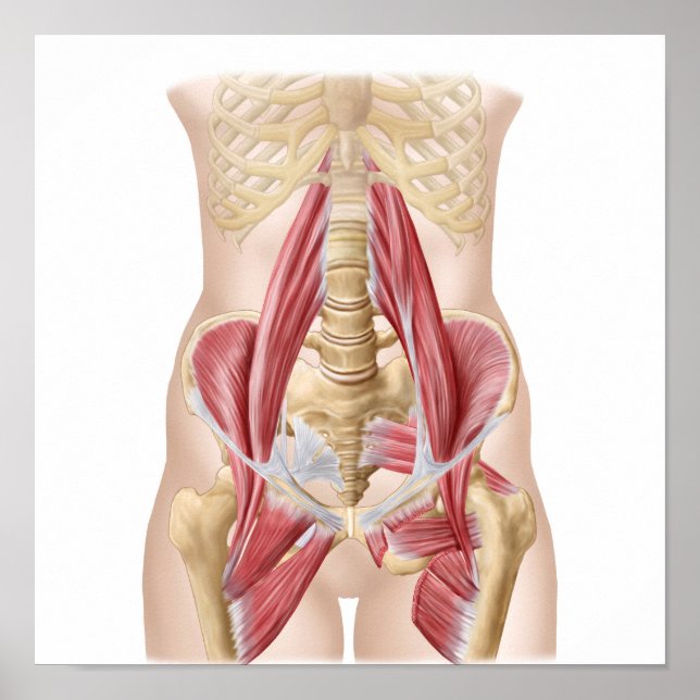 Anatomy Of Iliopsoa, The Dorsal Hip Muscles Poster (Front)