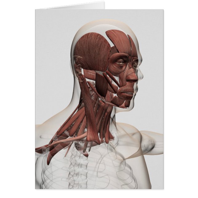 Anatomy Of Male Facial And Neck Muscles, Front (Front)