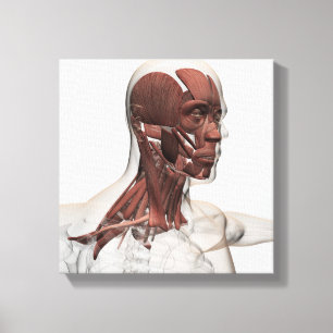 Anatomy Of Male Facial And Neck Muscles, Front Canvas Print