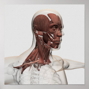 Anatomy Of Male Facial And Neck Muscles, Front Poster