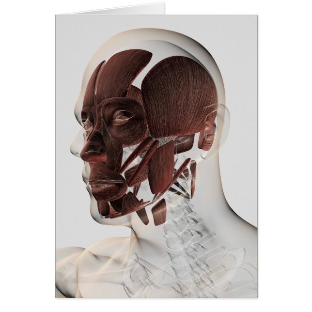 Anatomy Of Male Facial Muscles, Side View (Front)