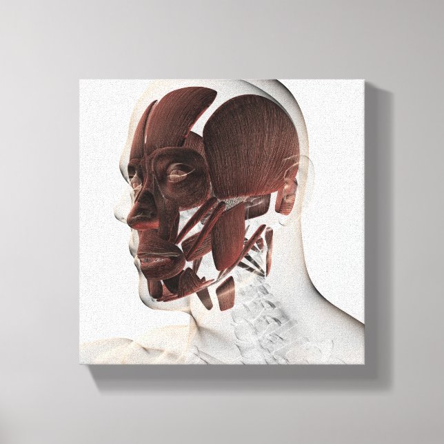 Anatomy Of Male Facial Muscles, Side View Canvas Print (Front)