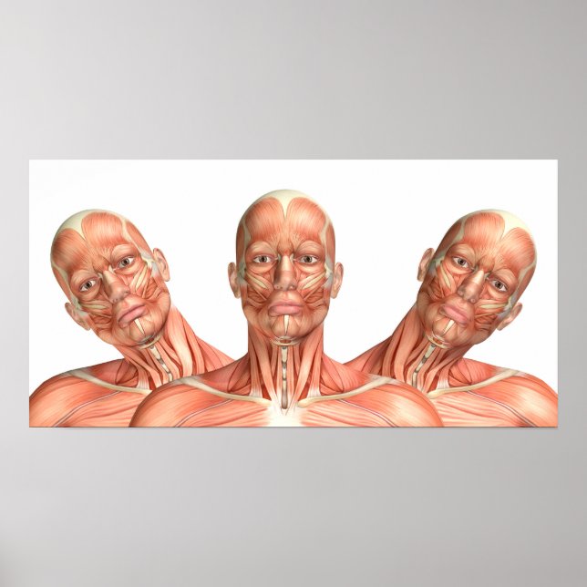 Anatomy of male head muscles in various poses poster (Front)