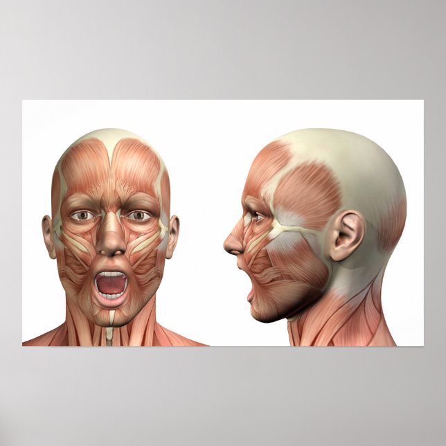 Anatomy of male head muscles in various poses poster (Front)