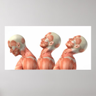 Anatomy of male head muscles in various poses poster