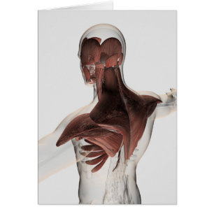 Anatomy Of Male Muscles In Upper Body 1
