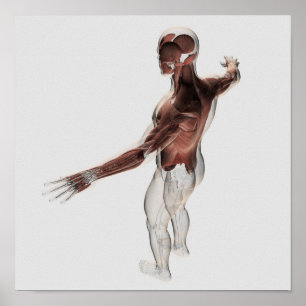 Anatomy Of Male Muscles In Upper Body 2 Poster