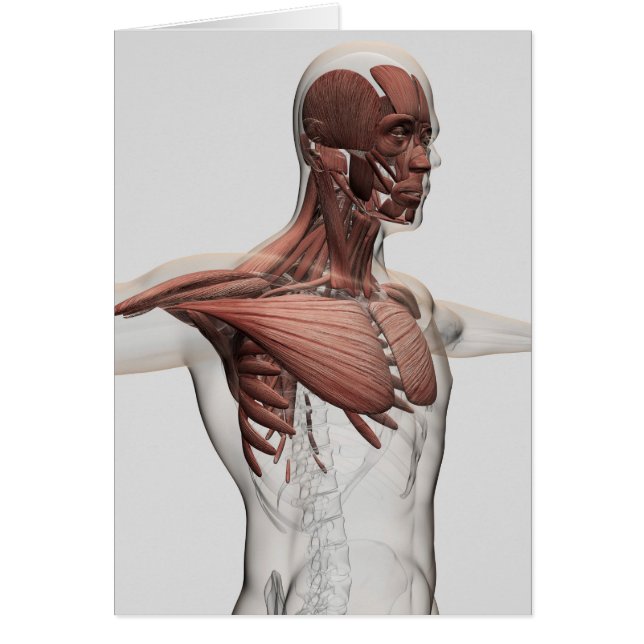 Anatomy Of Male Muscles In Upper Body, Anterior (Front)
