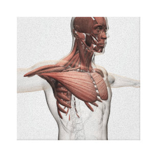 Anatomy Of Male Muscles In Upper Body, Anterior Canvas Print