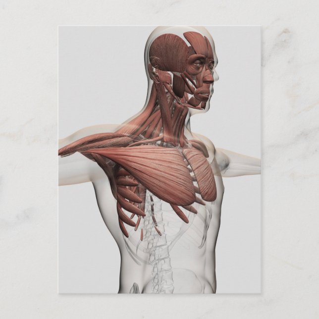Anatomy Of Male Muscles In Upper Body, Anterior Postcard (Front)